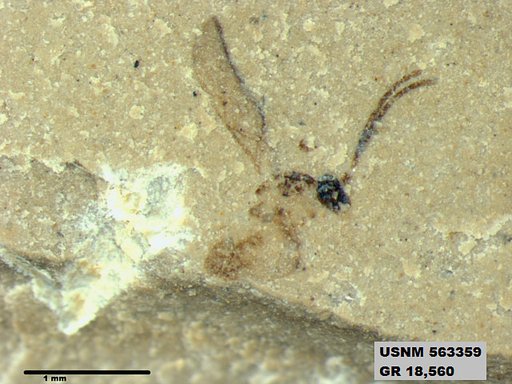 Insecta