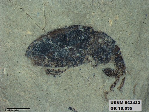 Insecta