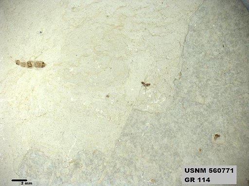 Genus sp