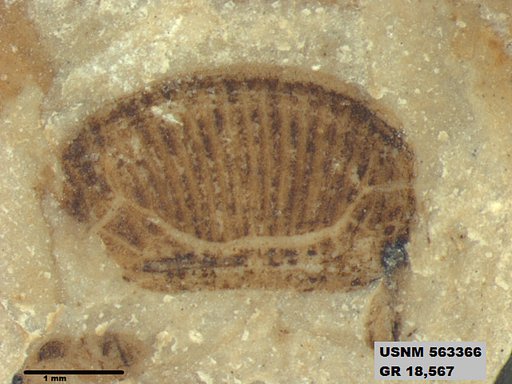 Insecta