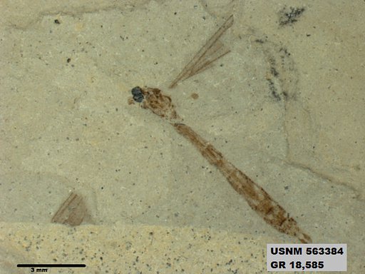 Genus sp