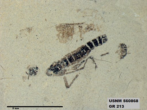 Insecta