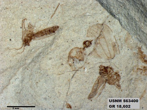 Genus sp