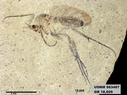 Insecta
