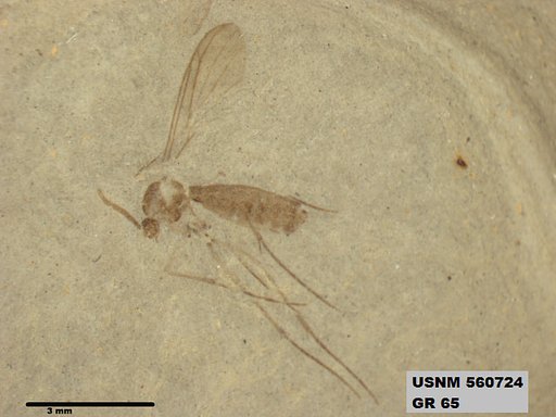 Insecta