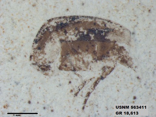 Genus sp
