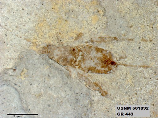 Genus sp