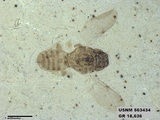 Insecta