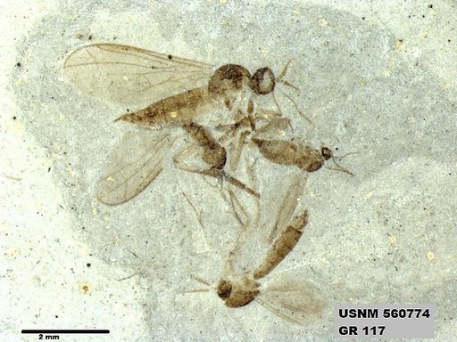 Insecta