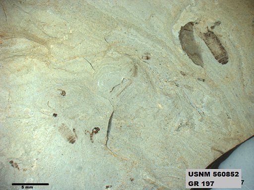 Insecta