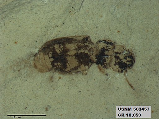 Insecta