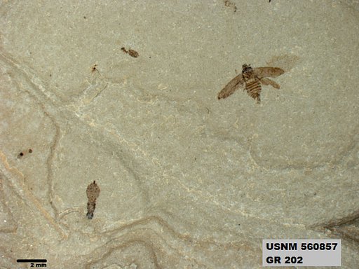 Genus sp