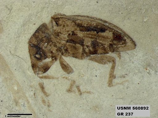 Genus sp