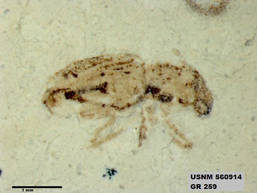 Insecta