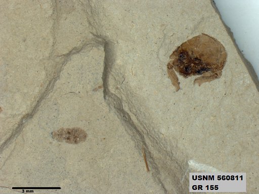 Genus sp