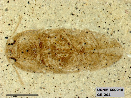 Insecta