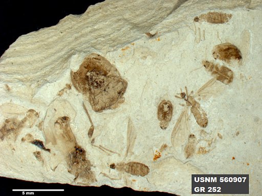 Genus sp