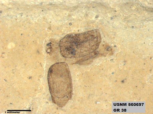 Insecta