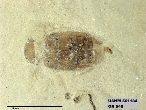 Tipula sp
