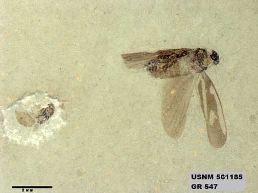 Genus sp