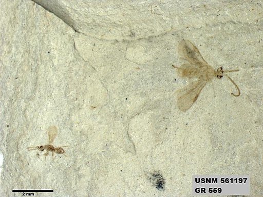 Insecta