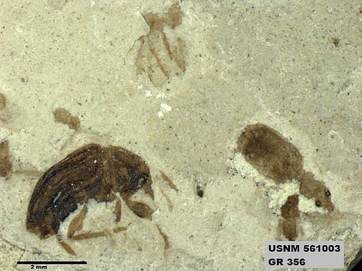 Genus sp