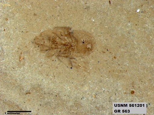 Genus sp