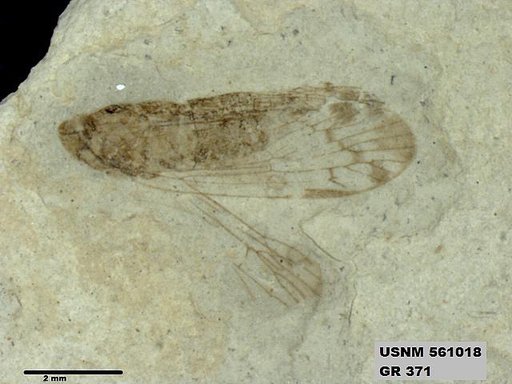 Genus sp