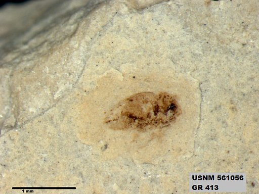 Genus sp