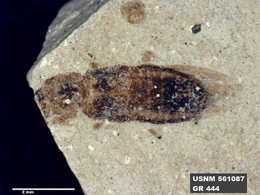 Insecta