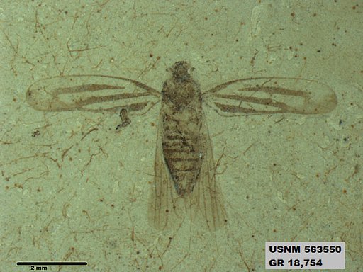 Genus sp