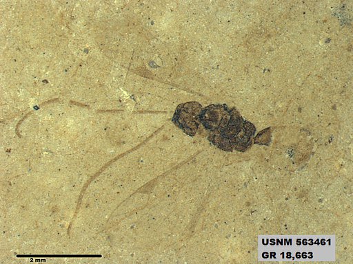 Insecta