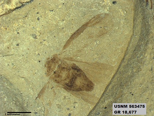 Genus sp