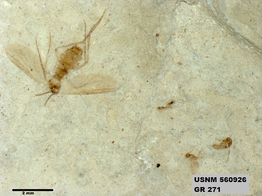 Genus sp