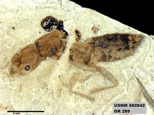 Genus sp
