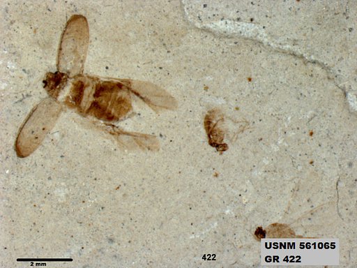 Insecta