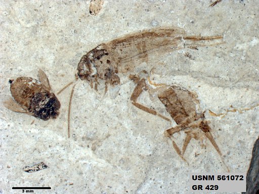 Eogryllus unicolor