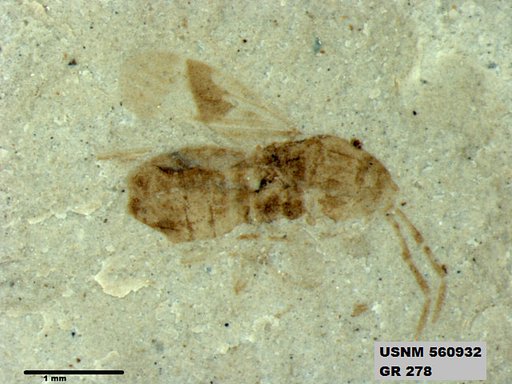 Genus sp