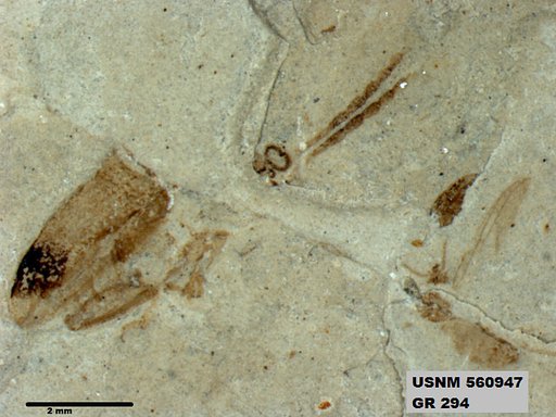 Insecta