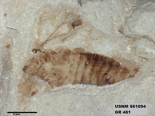 Genus sp