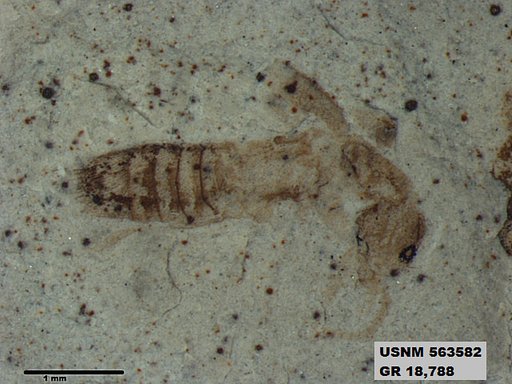 Genus sp
