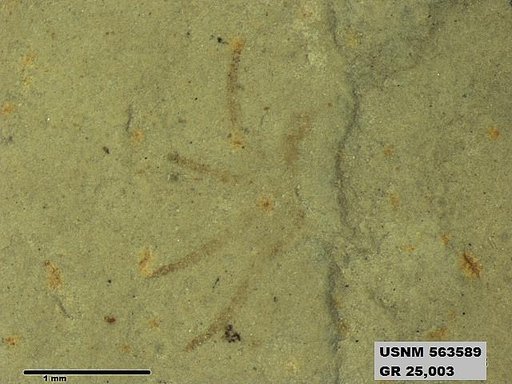 Genus sp
