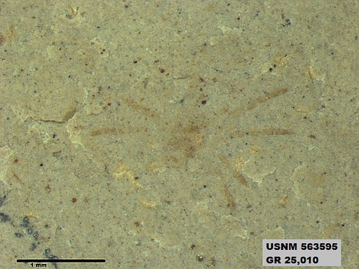Genus sp