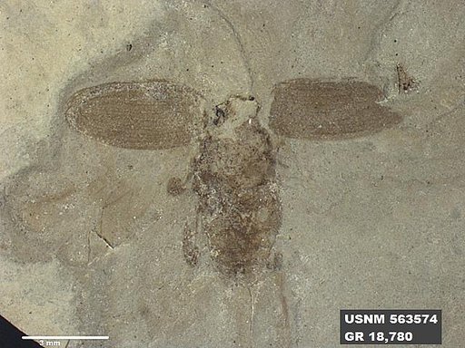 Insecta