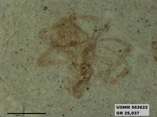 Genus sp