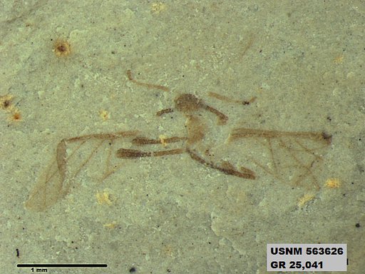 Insecta