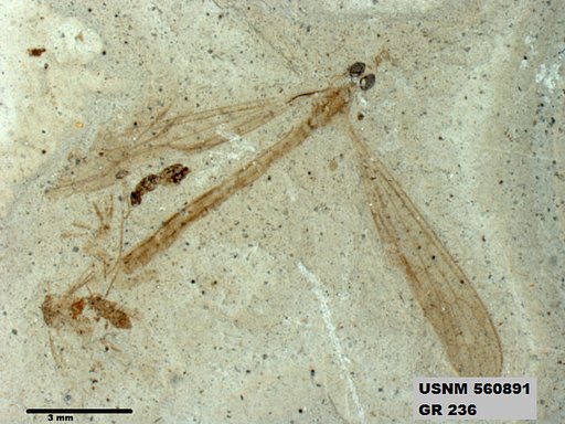 Genus sp