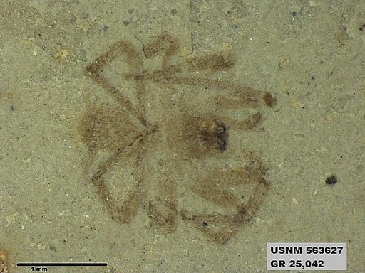 Tipula sp
