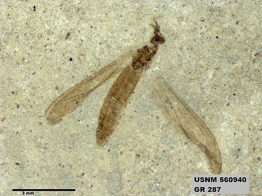 Genus sp