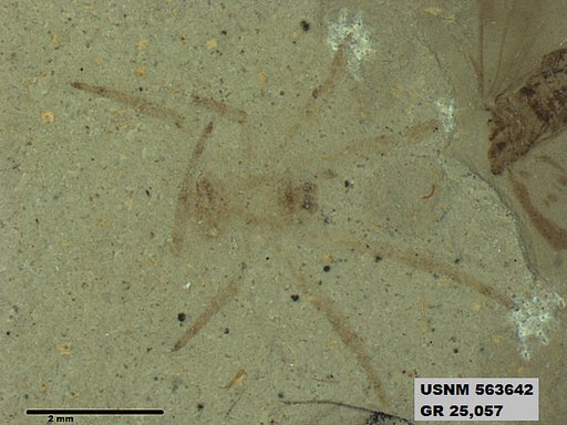 Genus sp